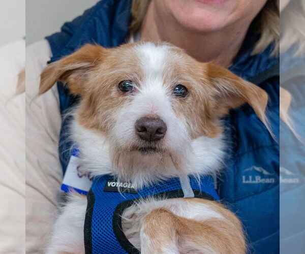 Medium Photo #5 Mutt Puppy For Sale in Mundelein, IL, USA