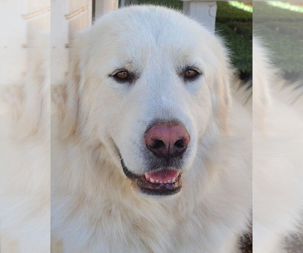 Medium Photo #1 Great Pyrenees Puppy For Sale in Missoula, MT, USA