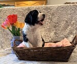 Small #2 English Springer Spaniel