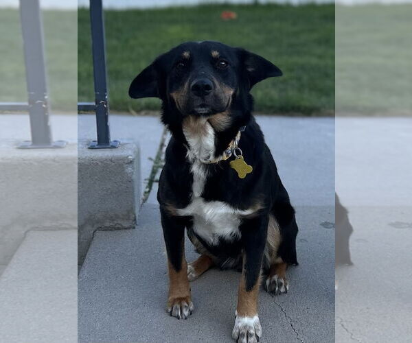 Medium Photo #12 Australian Shepherd-Unknown Mix Puppy For Sale in Sandy, UT, USA