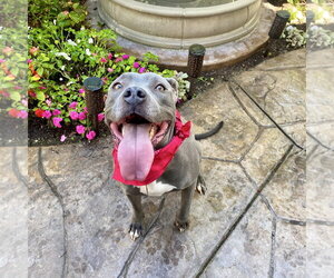 Gigi - Female American Staffordshire Terrier Dog for Adoption - Photo #3