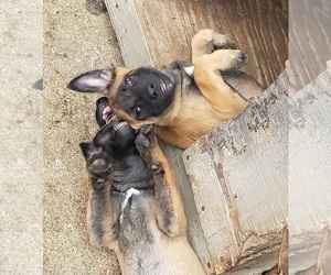 Belgian Malinois Puppy for sale in SHIPSHEWANA, IN, USA