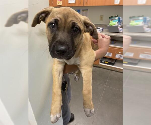 Medium Photo #1 Mastiff-Unknown Mix Puppy For Sale in Santa Cruz, CA, USA