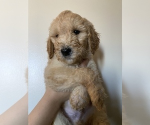 Labradoodle-Poodle (Standard) Mix Puppy for sale in REDDING, CA, USA