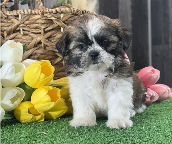 Medium Photo #2 Shih Tzu Puppy For Sale in CANOGA, NY, USA