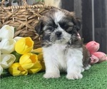 Small #1 Shih Tzu