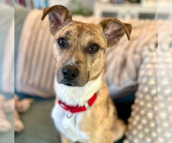 Medium Photo #9 Mutt Puppy For Sale in Canton, CT, USA