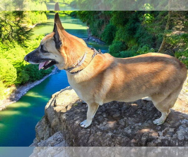 Medium Photo #5 German Shepherd Dog Puppy For Sale in LOGANVILLE, GA, USA