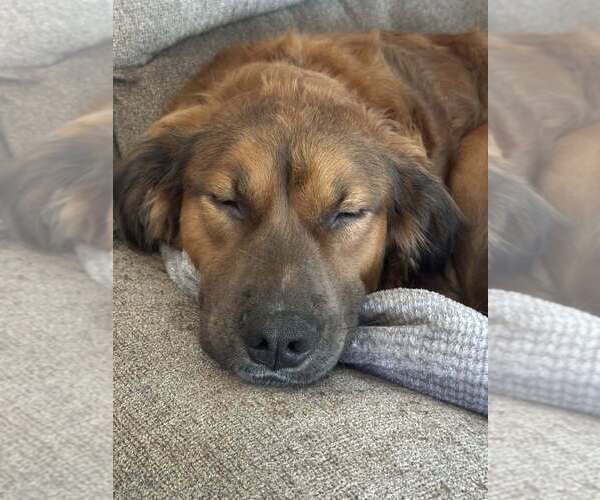 Medium Photo #3 Australian Shepherd-Unknown Mix Puppy For Sale in St. Augustine, FL, USA