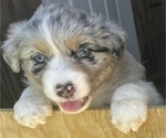 Small Photo #9 Australian Shepherd Puppy For Sale in MOUNT PULASKI, IL, USA
