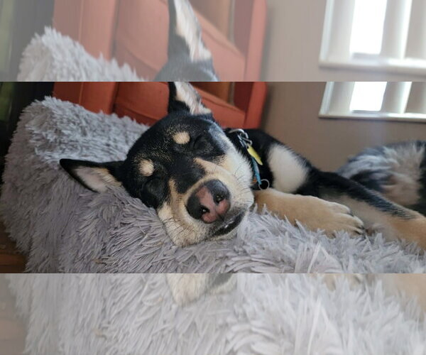 Medium Photo #3 German Shepherd Dog-Unknown Mix Puppy For Sale in Sandy, UT, USA