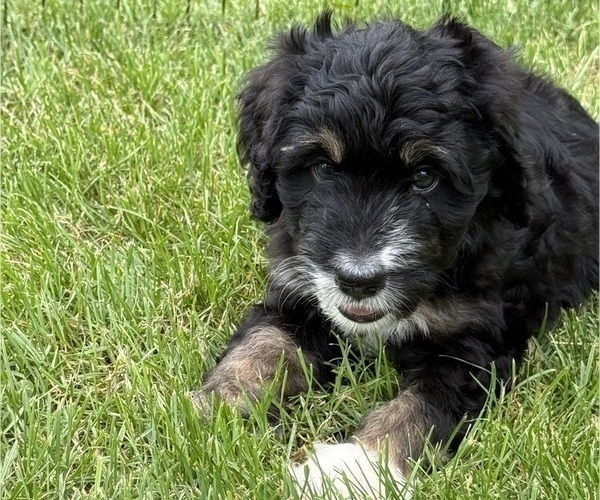 Medium Photo #2 Bernedoodle Puppy For Sale in SPRINGFIELD, OH, USA