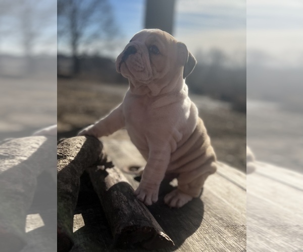 Medium Photo #4 Bulldog Puppy For Sale in LIBERTY, MO, USA