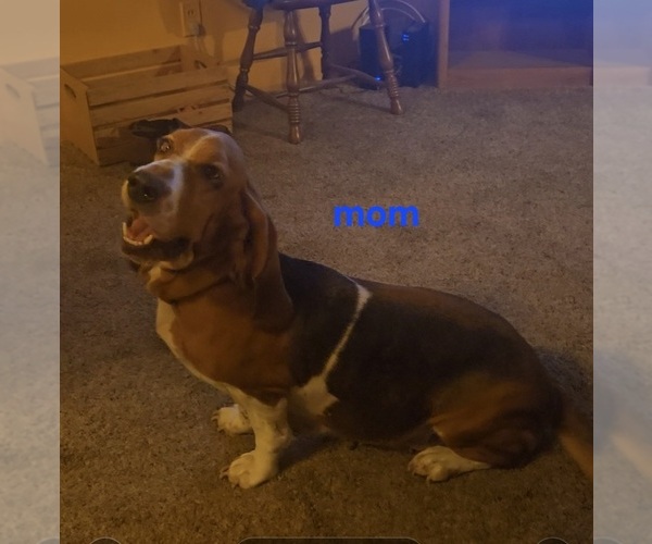 Medium Photo #1 Basset Hound Puppy For Sale in TOPPENISH, WA, USA