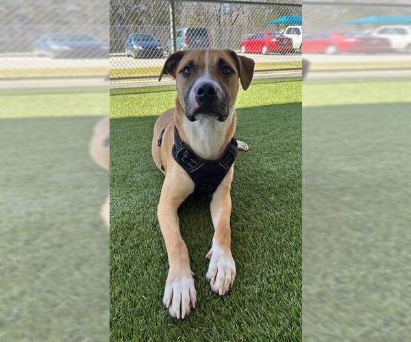 Medium Photo #2 Mutt Puppy For Sale in Baytown, TX, USA