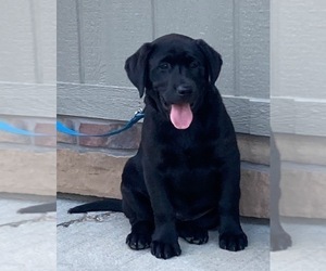 Labrador Retriever Puppy for Sale in DOWNING, Wisconsin USA