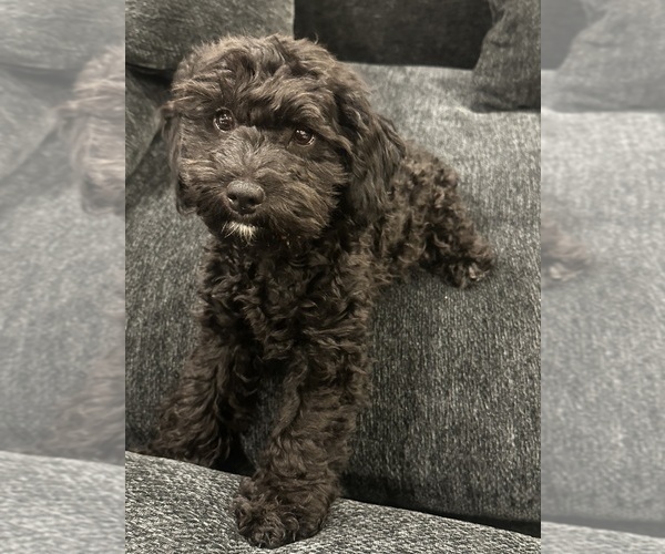 Medium Photo #1 Cavapoo (Miniature) Puppy For Sale in MEDFORD, OR, USA