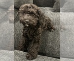 Puppy Puppy 2 Cavapoo (Miniature)