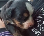 Small #8 Bernese Mountain Dog