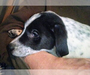 Spot - Male Mutt Dog for Adoption - Photo #4