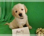 Small Photo #10 Golden Retriever Puppy For Sale in NORTH UNION, PA, USA