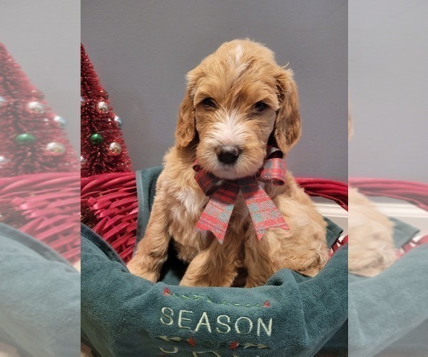Medium Photo #2 Goldendoodle Puppy For Sale in KANSAS CITY, MO, USA