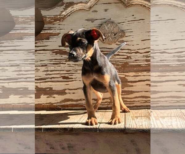 Medium Photo #2 Mutt Puppy For Sale in PIPE CREEK, TX, USA