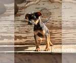 Small #1 Mutt
