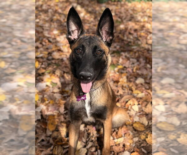 Medium Photo #5 Mutt Puppy For Sale in Imlay City, MI, USA