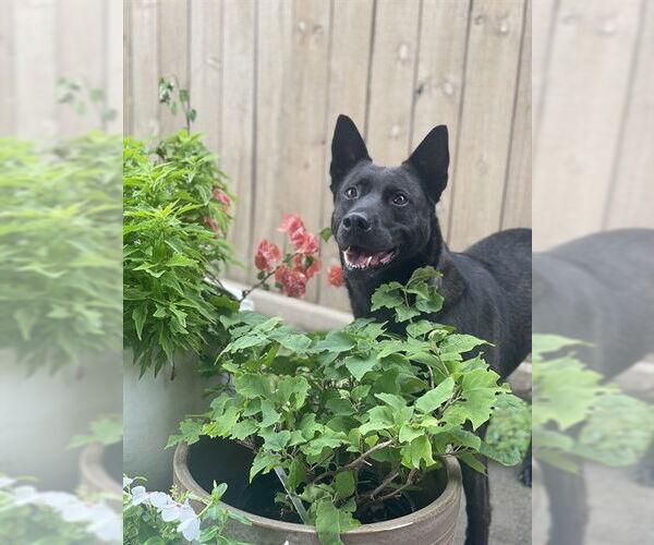 Medium Photo #1 Mutt Puppy For Sale in Pasadena, TX, USA