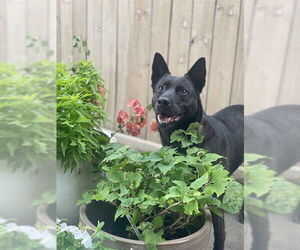 Mutt Dogs for adoption in Pasadena, TX, USA