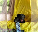 Small #5 Labrador Retriever Mix