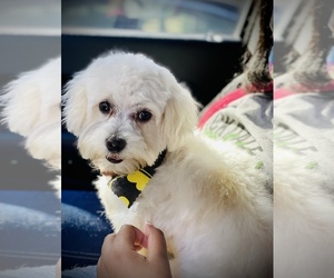 Maltese Puppy for sale in LITHONIA, GA, USA