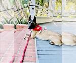 Small Photo #4 Mutt Puppy For Sale in Santa Barbara, CA, USA