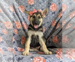 German Shepherd Dog Puppy for sale in OXFORD, PA, USA