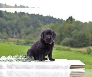 Labrador Retriever Puppy for sale in HYDE PARK, VT, USA