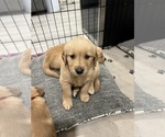 Puppy Pecos Golden Retriever