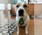 Small American Bulldog