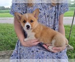 Small #3 Pembroke Welsh Corgi