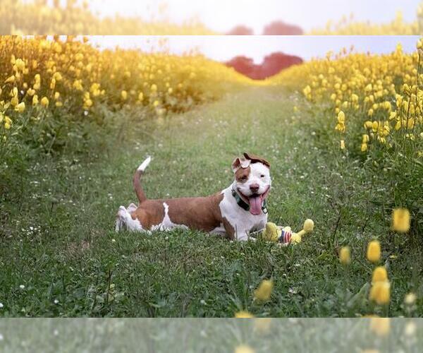 Medium Photo #1 Mutt Puppy For Sale in Belleville, IL, USA