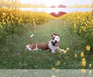 Mutt Dogs for adoption in Belleville, IL, USA