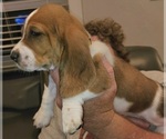 Small Photo #26 Basset Hound Puppy For Sale in BYHALIA, MS, USA