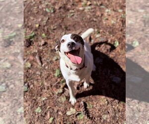 Willa - Female Mutt Dog for Adoption