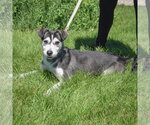 Small #5 Alaskan Klee Kai-Siberian Husky Mix