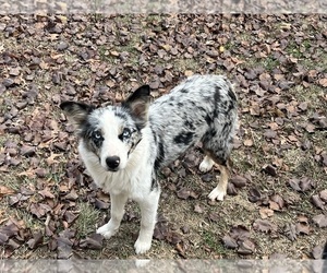 Mother of the Australian Shepherd puppies born on 03/17/2026