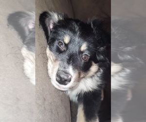 Australian Shepherd Puppy for sale in S LAKE TAHOE, CA, USA