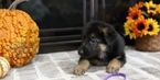Small Photo #17 German Shepherd Dog Puppy For Sale in REDFIELD, AR, USA