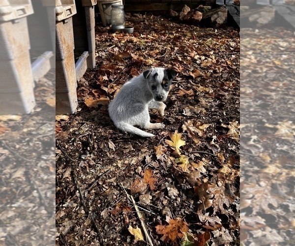 Medium Photo #3 Australian Cattle Dog Puppy For Sale in OREGON HOUSE, CA, USA