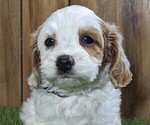 Small Photo #2 Cavapoo Puppy For Sale in STUART, FL, USA