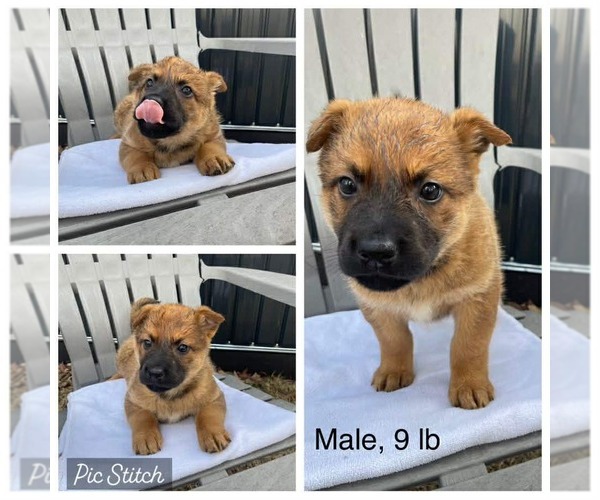 Medium Photo #2 Mutt Puppy For Sale in Royal Palm Beach, FL, USA